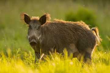 Female Wild boar (Sus scrofa) - obrazy, fototapety, plakaty