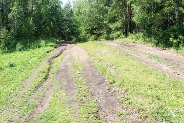 Forest Road. The roots of the trees lie across the road.