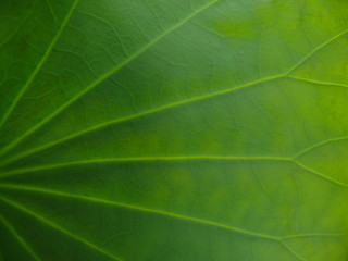 Obraz premium Abstract green leaf texture for background