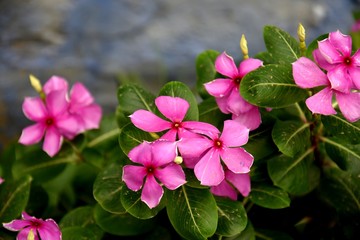 pink flowers in the garden