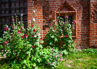 Fototapeta na wymiar These unpretentious flowers, usually planted on the plots of private houses, immediately turn the architectural monument into a cozy dwelling.