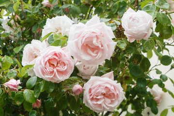 Obraz na płótnie Canvas Pink roses in a garden during spring