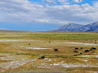 Obraz premium Aerial view of herd of cows in green meadow with mountain on the background. Cows cattle grazing on a mountain pasture next the Lake Crowley, Eastern Sierra, Mono County, California, USA. 