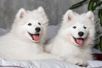 Two samoyed dogs puppies in the red bed on bedroom background