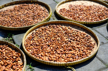 Drying of cocoa beans after the harvest. Raw cacao beans.