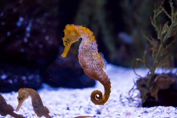 Exotic seahorse (hippocampus) in Aquarium.