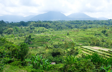 Fototapeta na wymiar Terraces of rice fields on the background of mountains and jungles on the island of Bali