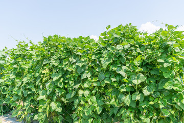 畑のモロッコインゲン