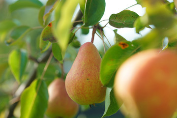 Ripe pear on the tree in summer.