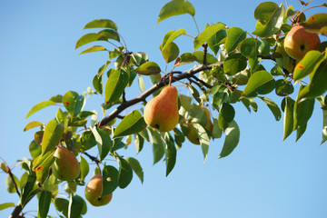 Ripe pear on the tree in summer.
