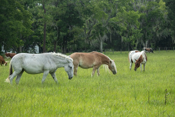 Naklejka na ściany i meble Horses grazing lush grass pasture
