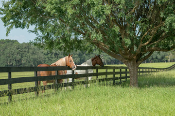 Horses at fence line of lush grass pasture © Mark J. Barrett