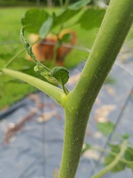 Small Tomato Sucker