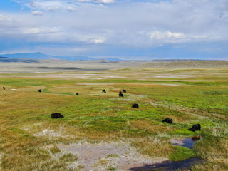Obraz premium Aerial view of herd of cows in green meadow with mountain on the background. Cows cattle grazing on a mountain pasture next the Lake Crowley, Eastern Sierra, Mono County, California, USA. 