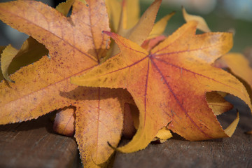 Fototapeta na wymiar Close up of leaves. Autumn colors. 2