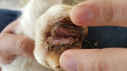 goat hoof with hoof rot