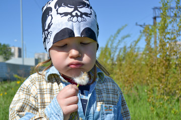Fototapeta premium The little boy sniffs a dandelion
