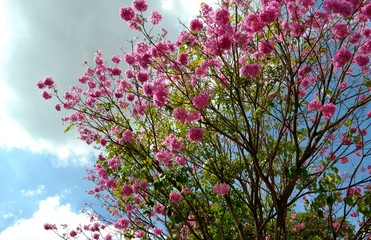 Obraz na płótnie Canvas Pink Tree
