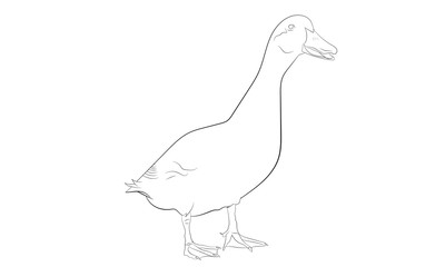 isolated duck outline line drawing