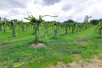 Obraz premium Dragon fruit field or Landscape of pitahaya field, A pitaya or pitahaya is the fruit of several cactus species indigenous to the Americas