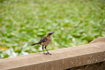 Brown bird on a wall with a worm