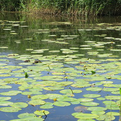 living in the wild, wild duck family in the summer between water lilies on a river
