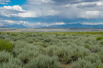 Panoramic view of Green wild land with sagebrush plant and mountain in the background during clouded summer day next the Lake Crowley, Eastern Sierra, Mono County, California, USA. 