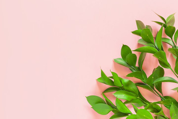 Green branches of ruscus on pink background. Flat lay, top view, copy space.