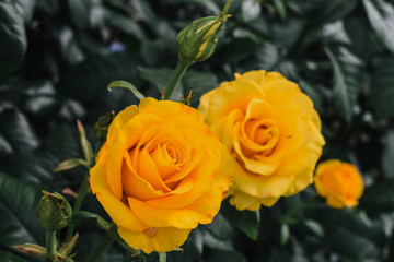 Blooming yellow rose. The garden in which the rose grows