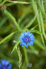 Blue flowers of cornflowers