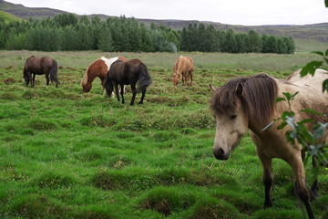 Horses in fields