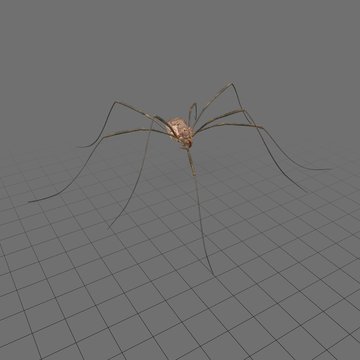 Daddy long legs spider walking 1
