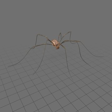 Daddy long legs spider walking 2