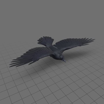 Crow flying