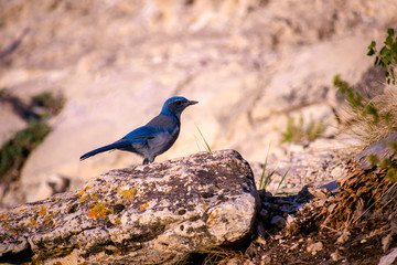 bird on a branch