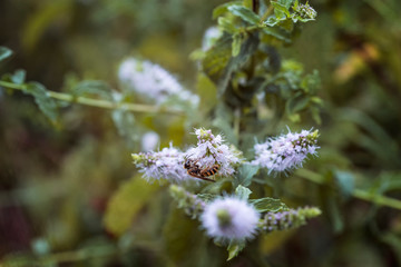 Ape o vespa su fiori di menta bianchi