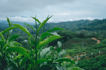tea plant with landscape in background