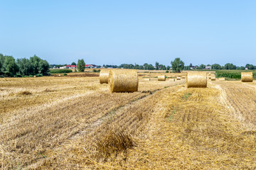 Straw rollers on a mowed field, right after harvest.