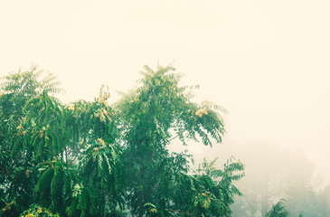 Obraz na płótnie Canvas Summer bad weather, trees in the fog