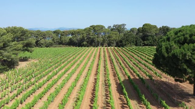 Aerial view of Porquerolles island in National park of Port Cros, view of  vineyard and Notre Dame Beach