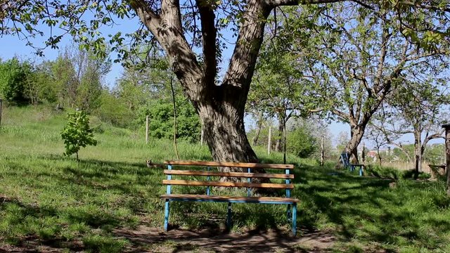  resting bench near a large walnut tree   