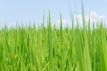 稲の花咲く田んぼ