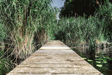 jetty or wooden dock on lake surrounded by reeds on sunny day