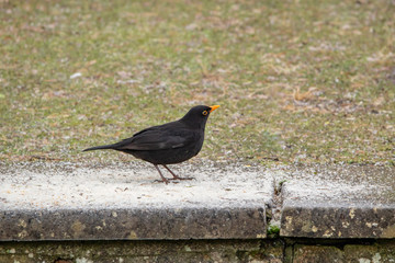 Blackbird Standing on Salt on a Step in the Garden