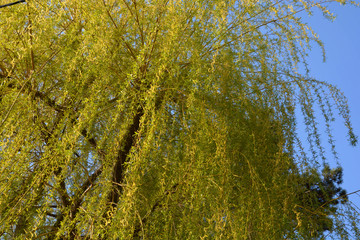 big weeping willow tree in bloom on blue sky, salix babylonica or babylon willow in early spring with light green spirally flowers