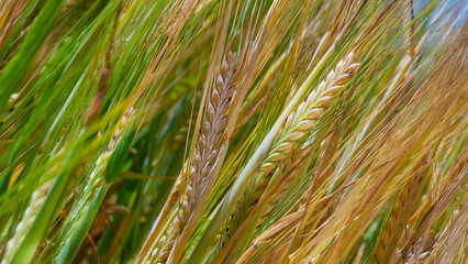 Rye spikelets in a field in summer