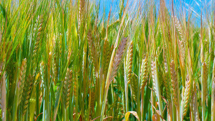 Naklejka premium Rye spikelets in a field in summer