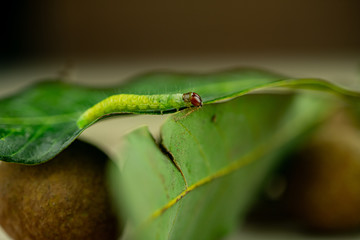Macro closeup green worm climb on Longan leaves with blur background.