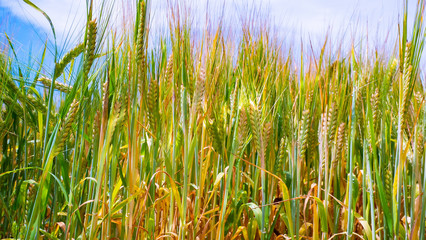 Rye spikelets in a field in summer