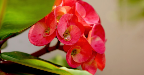 Fototapeta premium flores de color